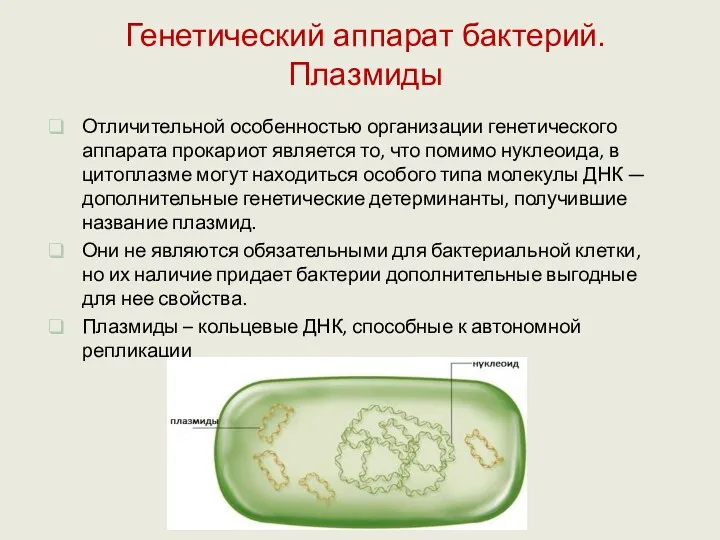 Отличительной особенностью организации генетического аппарата прокариот является то, что помимо нуклеоида, в цитоплазме