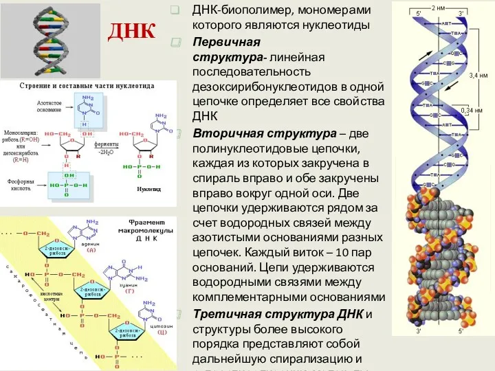 ДНК ДНК-биополимер, мономерами которого являются нуклеотиды Первичная структура- линейная последовательность дезоксирибонуклеотидов в одной