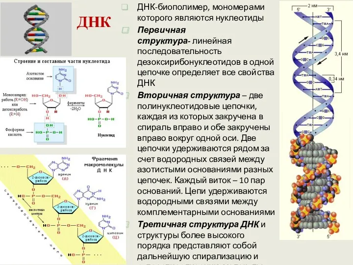 ДНК ДНК-биополимер, мономерами которого являются нуклеотиды Первичная структура- линейная последовательность