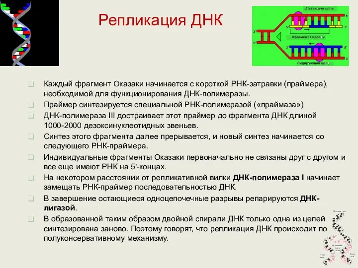 Каждый фрагмент Оказаки начинается с короткой РНК-затравки (праймера), необходимой для функционирования ДНК-полимеразы. Праймер