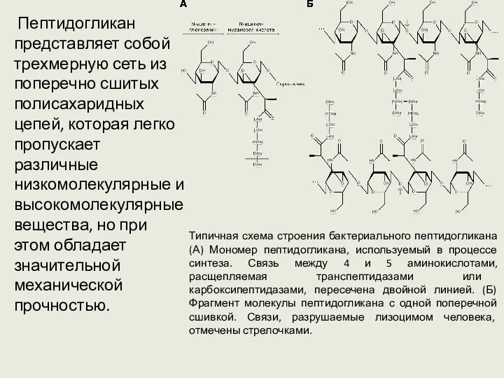 Пептидогликан представляет собой трехмерную сеть из поперечно сшитых полисахаридных цепей,