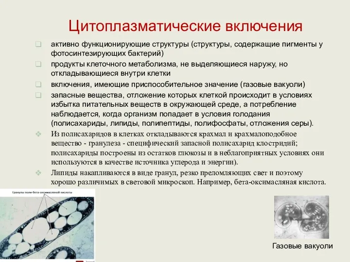 Цитоплазматические включения активно функционирующие структуры (структуры, содержащие пигменты у фотосинтезирующих