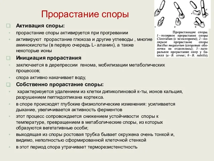 Прорастание споры Активация споры: прорастание споры активируется при прогревании активируют