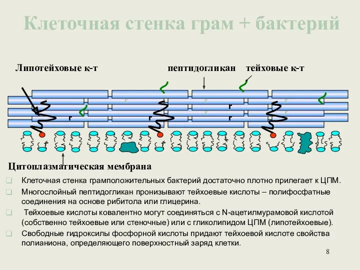 Клеточная стенка грам + бактерий Липотейховые к-т пептидогликан тейховые к-т