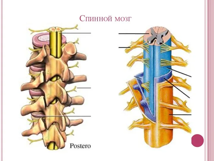 Спинной мозг