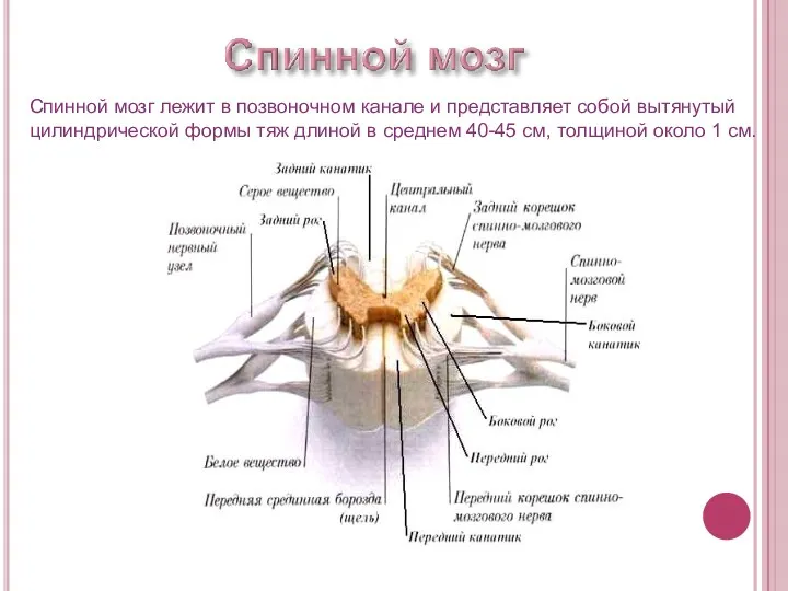 Спинной мозг лежит в позвоночном канале и представляет собой вытянутый