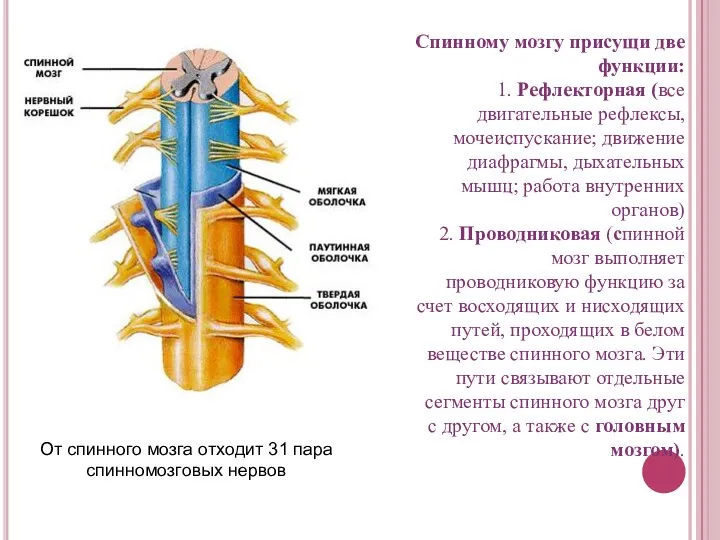 От спинного мозга отходит 31 пара спинномозговых нервов Спинному мозгу