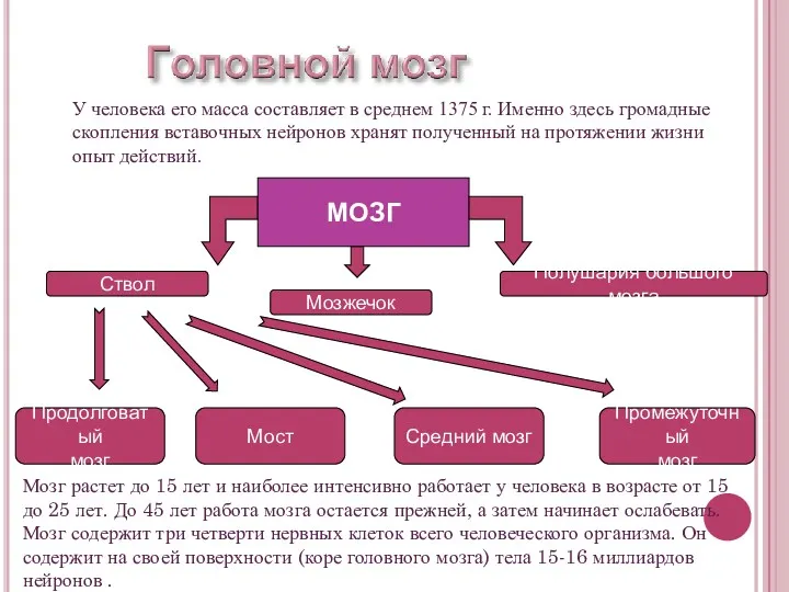 Ствол Мозжечок Полушария большого мозга У человека его масса составляет