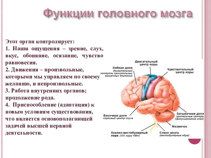 Этот орган контролирует: 1. Наши ощущения – зрение, слух, вкус,