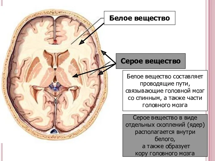 Белое вещество Серое вещество Белое вещество составляет проводящие пути, связывающие