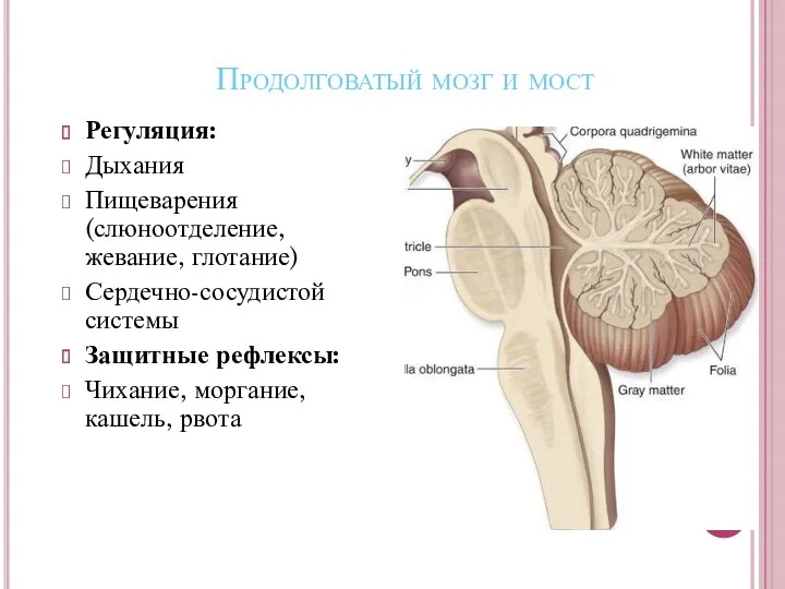 Продолговатый мозг и мост Регуляция: Дыхания Пищеварения (слюноотделение, жевание, глотание)