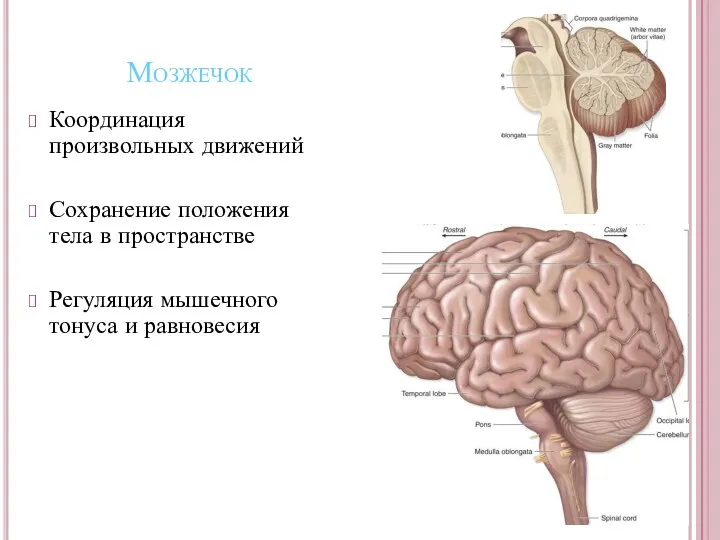 Мозжечок Координация произвольных движений Сохранение положения тела в пространстве Регуляция мышечного тонуса и равновесия