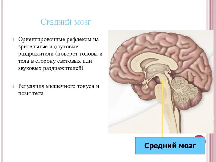 Средний мозг Ориентировочные рефлексы на зрительные и слуховые раздражители (поворот