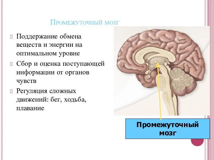 Промежуточный мозг Поддержание обмена веществ и энергии на оптимальном уровне