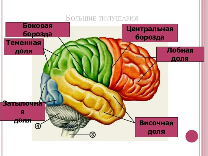 Большие полушария Лобная доля Центральная борозда Боковая борозда Теменная доля Височная доля Затылочная доля