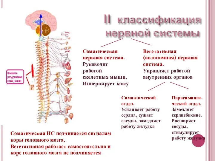 Соматическая нервная система. Руководит работой скелетных мышц, Иннервирует кожу Вегетативная