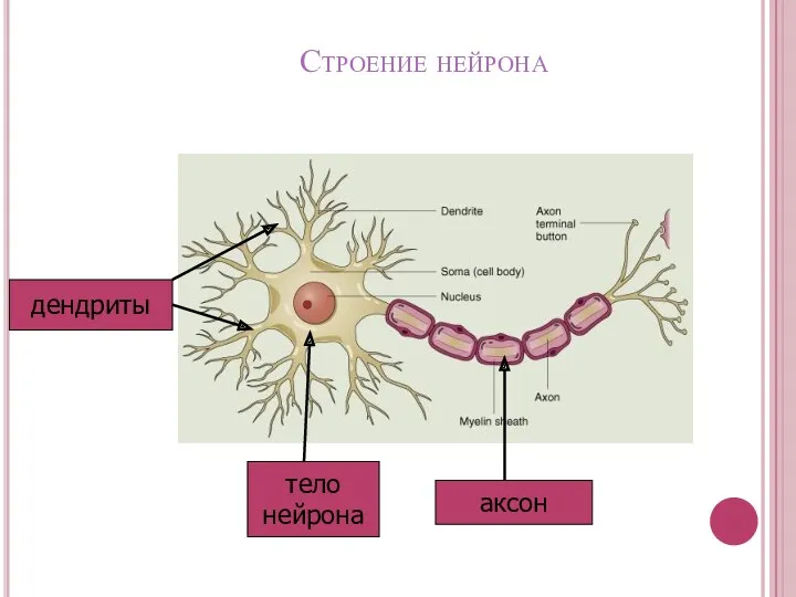 Строение нейрона дендриты тело нейрона аксон