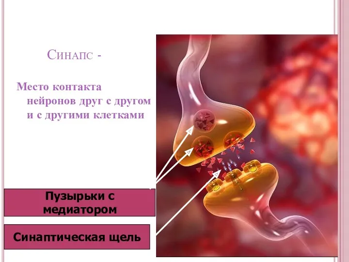 Синапс - Место контакта нейронов друг с другом и с