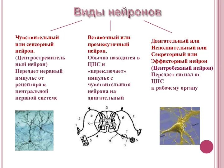 Чувствительный или сенсорный нейрон. (Центростремительный нейрон) Передает нервный импульс от