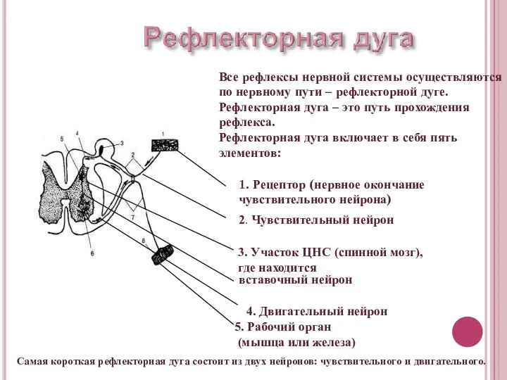 Все рефлексы нервной системы осуществляются по нервному пути – рефлекторной