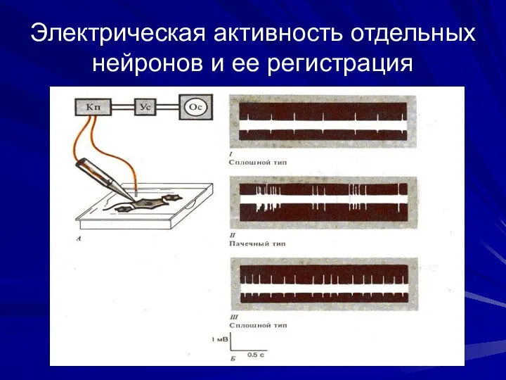 Электрическая активность отдельных нейронов и ее регистрация