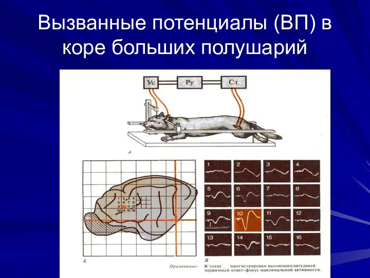 Вызванные потенциалы (ВП) в коре больших полушарий