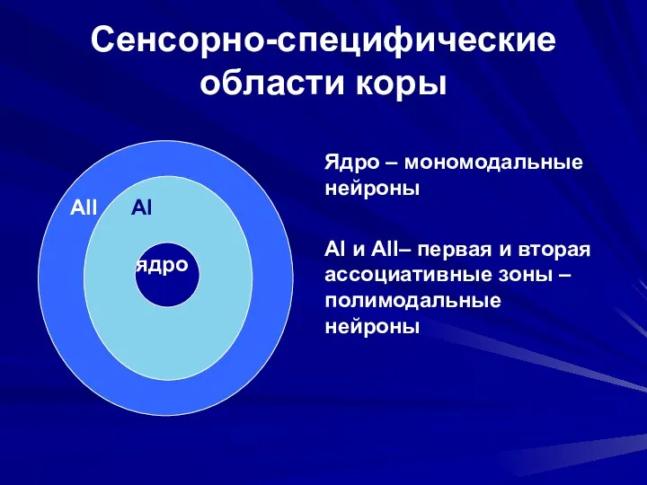 Сенсорно-специфические области коры AII AI ядро Ядро – мономодальные нейроны