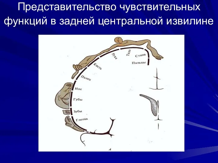 Представительство чувствительных функций в задней центральной извилине