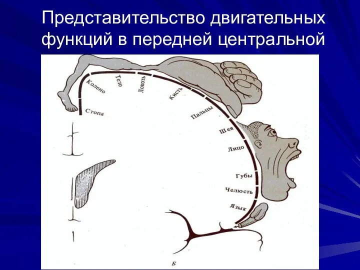 Представительство двигательных функций в передней центральной извилине