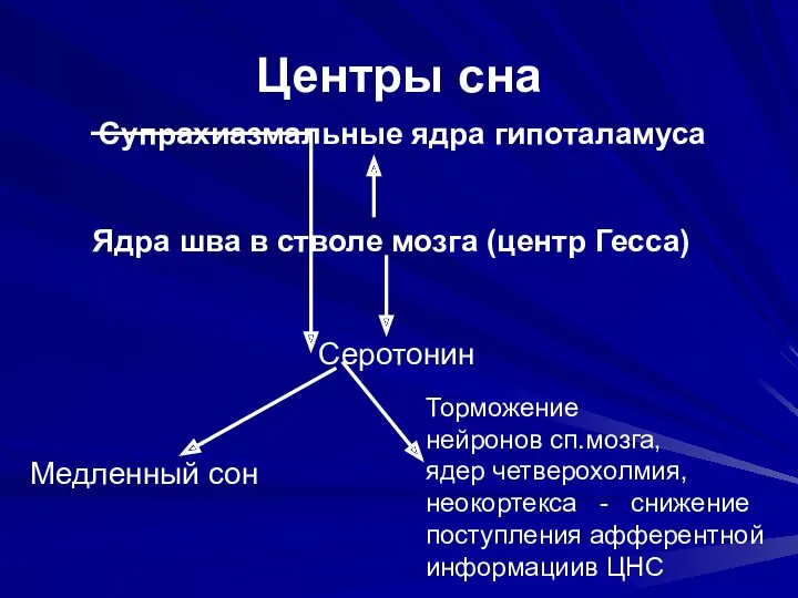 Центры сна Супрахиазмальные ядра гипоталамуса Ядра шва в стволе мозга