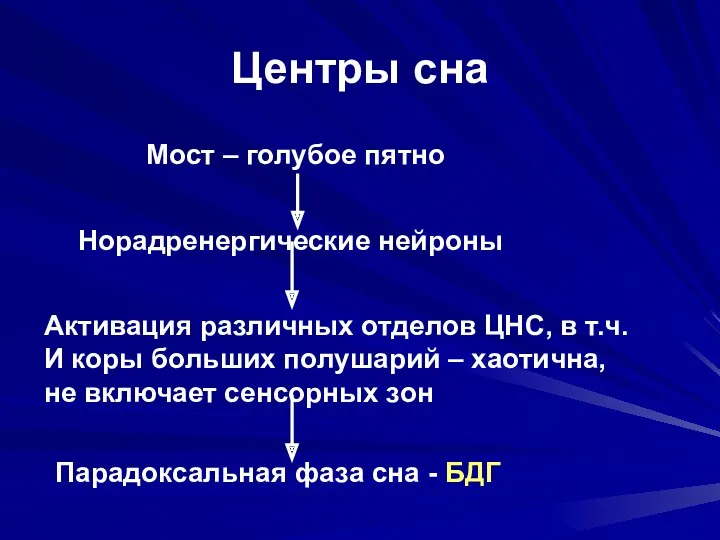 Центры сна Мост – голубое пятно Норадренергические нейроны Активация различных