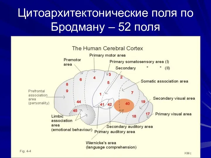 Цитоархитектонические поля по Бродману – 52 поля