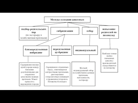 Методы селекции животных гибридизация отбор подбор родительских пар (по экстерьеру
