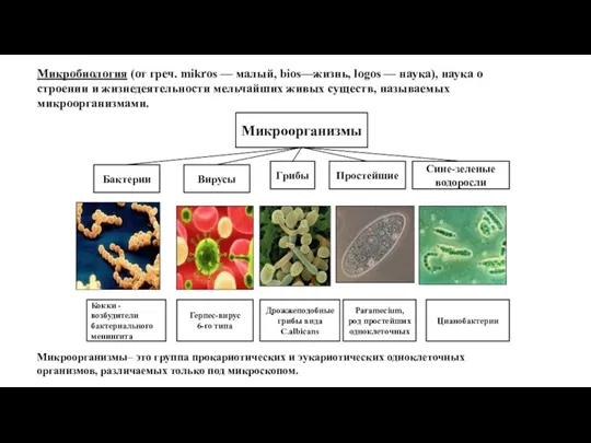 Микробиология (от греч. mikros — малый, bios—жизнь, logos — наука),