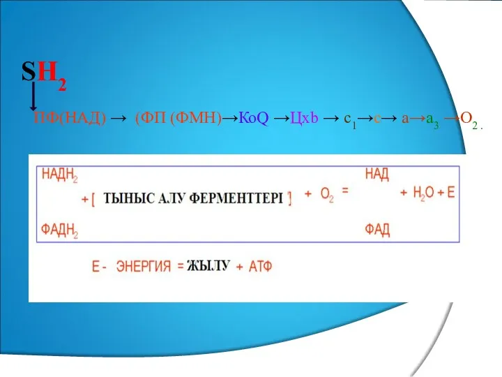 ПФ(НАД) → (ФП (ФМН)→КоQ →Цхb → с1→с→ а→а3 →О2 . SН2