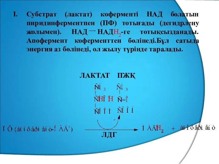 Субстрат (лактат) коферменті НАД болатын пиридинферментпен (ПФ) тотығады (дегидрлену жолымен).