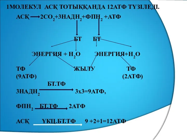 1МОЛЕКУЛ АСҚ ТОТЫҚҚАНДА 12АТФ ТҮЗІЛЕДІ. АСҚ 2СО2+3НАДН2+ФПН2 +АТФ БТ БТ ЭНЕРГИЯ + Н2О