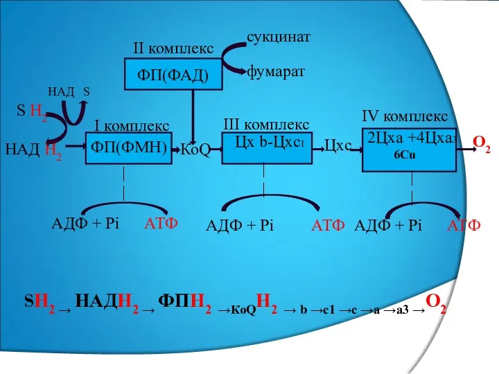 ФП(ФМН) Цх b-Цхс1 2Цха +4Цха3 6Сu ФП(ФАД) S Н2 НАД