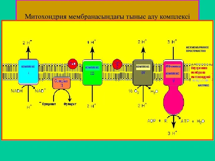 Митохондрия мембранасындағы тыныс алу комплексі