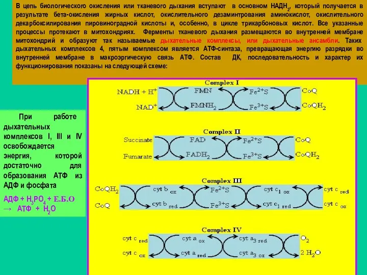 В цепь биологического окисления или тканевого дыхания вступают в основном