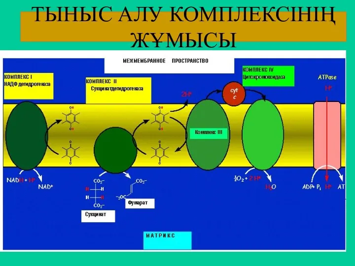 ТЫНЫС АЛУ КОМПЛЕКСІНІҢ ЖҰМЫСЫ