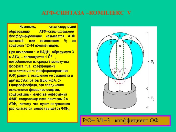 АТФ-СИНТАЗА –КОМПЛЕКС V Комплекс, катализирующий образование АТФ=окислительное фосфорилирование, называется АТФ