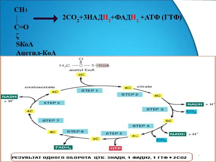 СН3 С=О ζ SКоА Ацетил-КоА 2СО2+3НАДН2+ФАДН2 +АТФ (ГТФ)