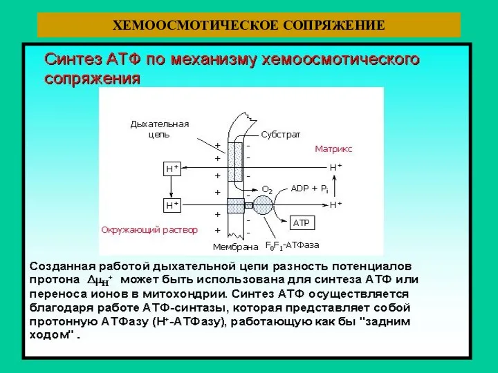 ХЕМООСМОТИЧЕСКОЕ СОПРЯЖЕНИЕ