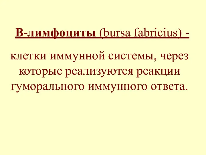 В-лимфоциты (bursa fabricius) - клетки иммунной системы, через которые реализуются реакции гуморального иммунного ответа.