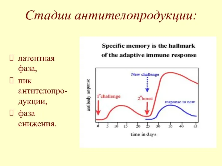 Стадии антителопродукции: латентная фаза, пик антителопро- дукции, фаза снижения.