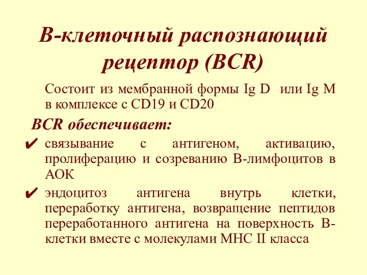 B-клеточный распознающий рецептор (BCR) Состоит из мембранной формы Ig D