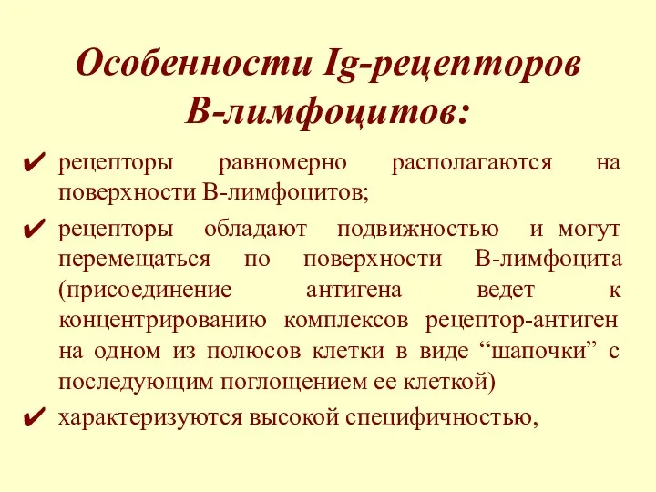 Особенности Ig-рецепторов В-лимфоцитов: рецепторы равномерно располагаются на поверхности В-лимфоцитов; рецепторы