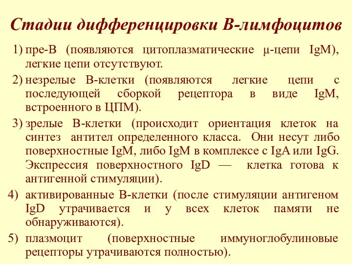 Стадии дифференцировки В-лимфоцитов 1) пре-В (появляются цитоплазматические μ-цепи IgM), легкие