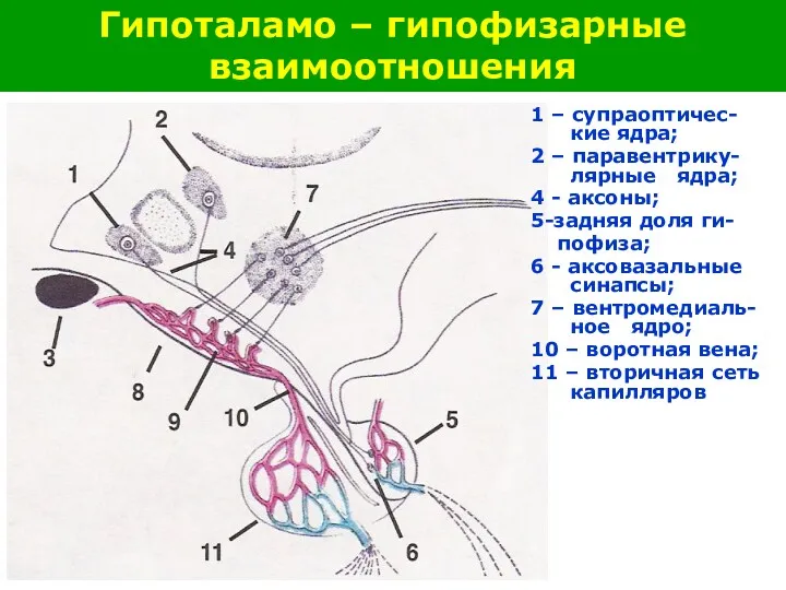 1 – супраоптичес-кие ядра; 2 – паравентрику-лярные ядра; 4 -